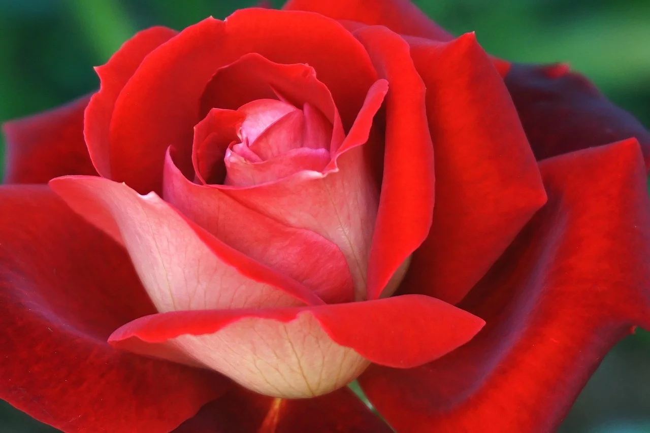 High quality Flower Wallpaper wallpaper by Nowaja from Pixabay