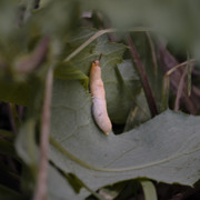 P9183566.jpg