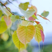 images-6