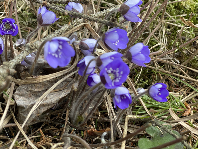 115-C5079-3-A64-4-B27-BBE2-56-DAFEAED914