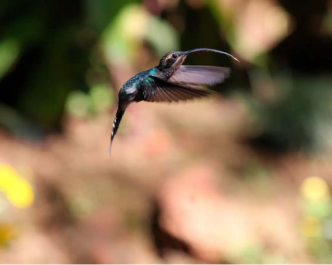 Dozens of Hummingbirds Flock Together in Rare Pool Party