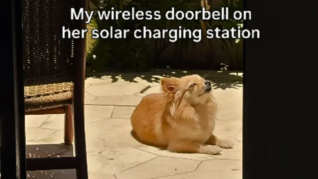 Adorable Dog Finds Joy in Sunbathing, Captivates Social Media
