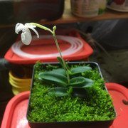 xeroplantflower