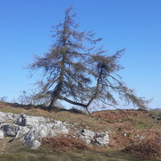 005a-Larch