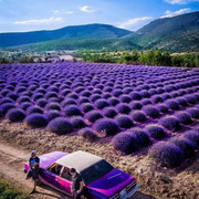 Fields-Turkey