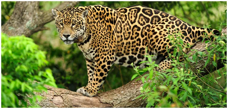 Conservación del Parque Nacional Iberá, un trabajo de casi 30 años