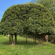 IMG-0629