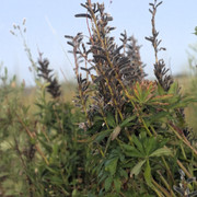 DSC5268