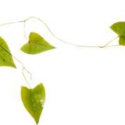 Leaves09