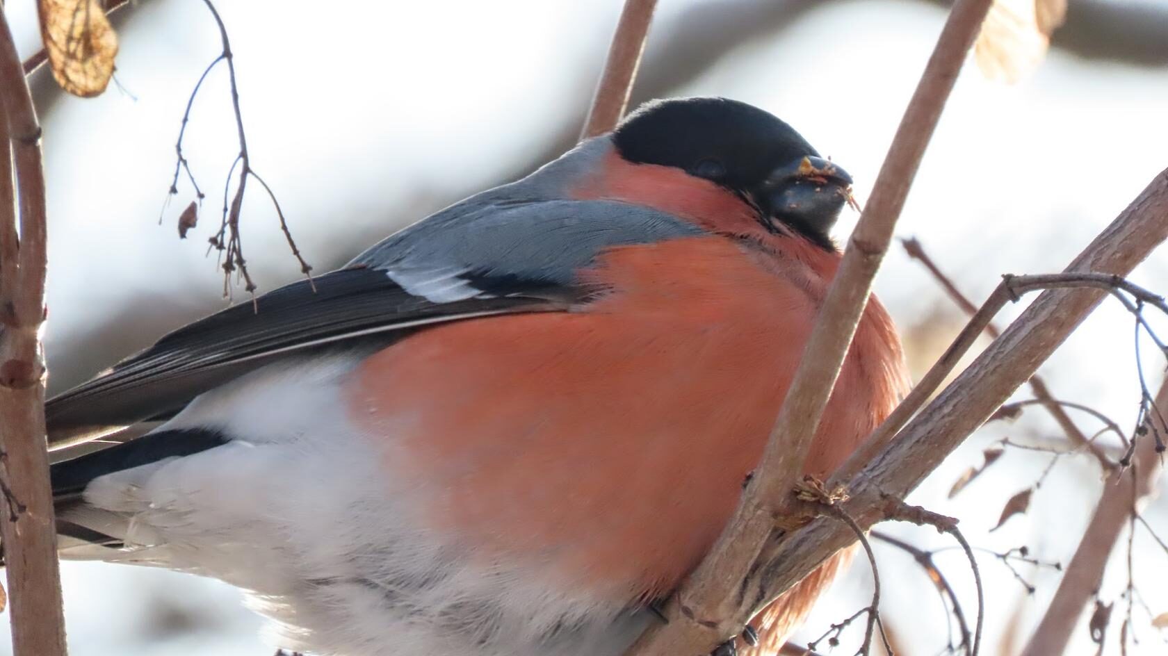 чёрный ворон казачья. чёрный ворон друг ты мой. черный ворон ты мой залетный. Noti. тихий дон 2015.