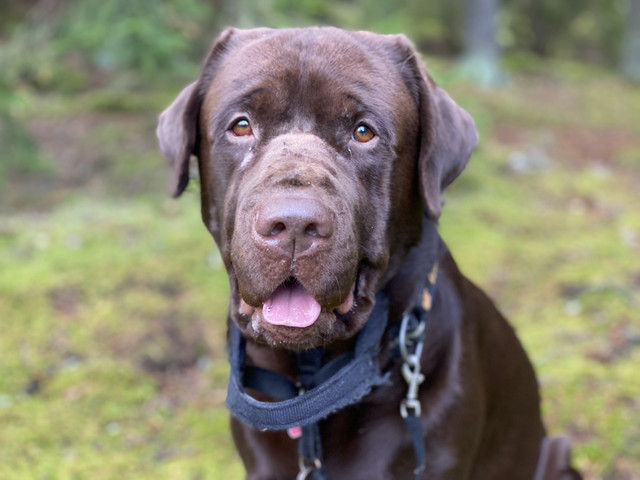 CD3080-AA-B138-4371-AD8-B-193-F9-BD805-E