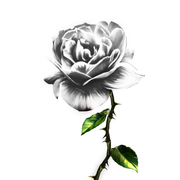 White-Rose-2
