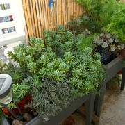 IMG-2896