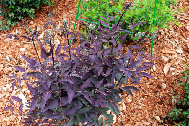 IMG 1658
