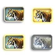 TigerBengal_Adult_F