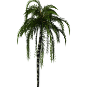 fjCimcc