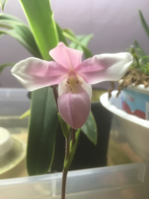closeflower.jpg