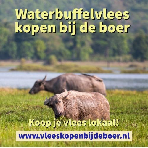 Waterbuffel kopen bij de boer - Waterbuffel vlees is een mager en smaakvol alternatief voor rundvlees - www.Vleeskopenbijdeboer.nl