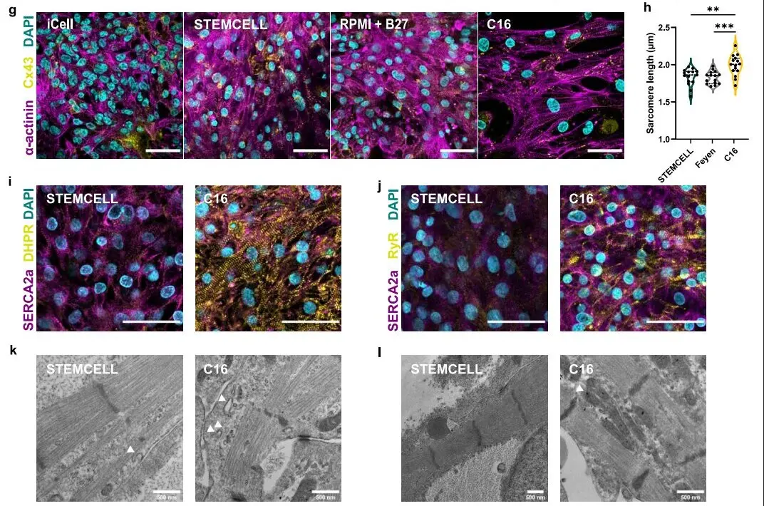 Lab-Grown Heart Cells Mimic Adult Tissue