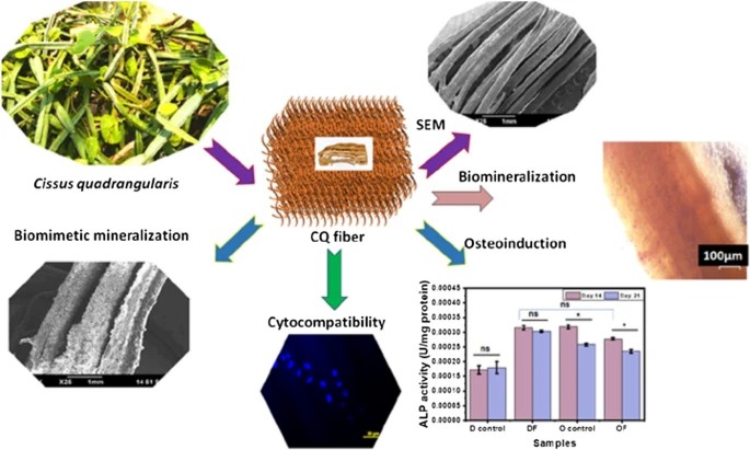 Cissus quadrangularis stem derived fiber: a natural osteoinductive substrate for regenerative bone tissue engineering