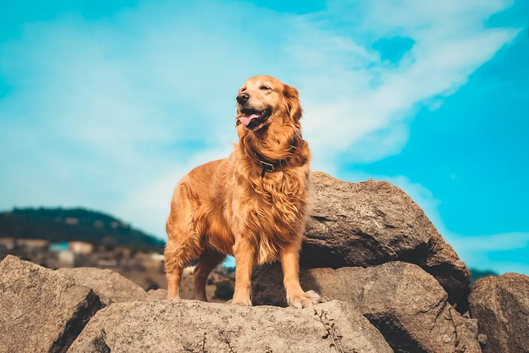 Golden Retriever Parents Fawn Over Newborn Puppies