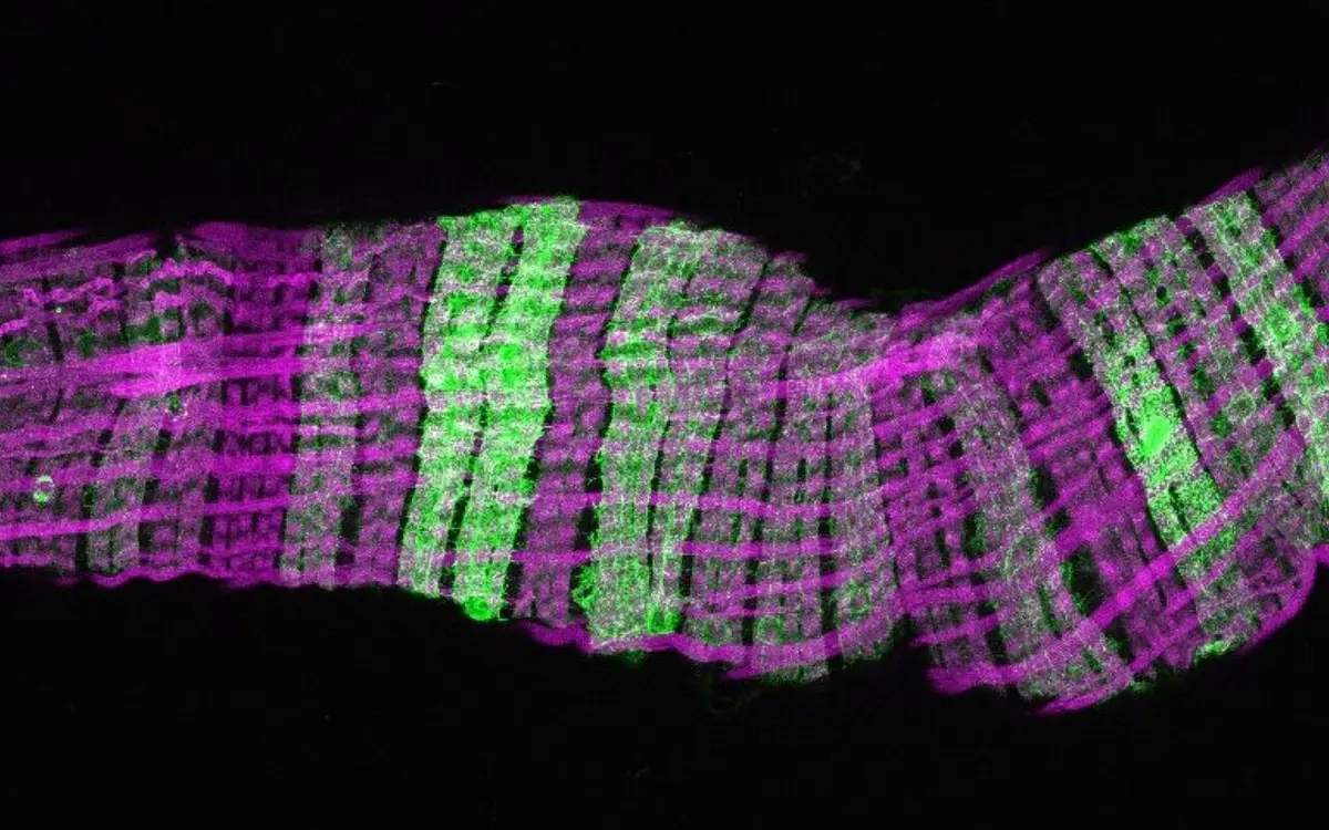 Female Gut Muscles Transform for Reproduction, Study Reveals