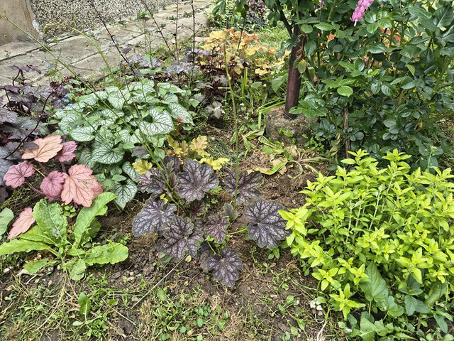 garden2.jpg