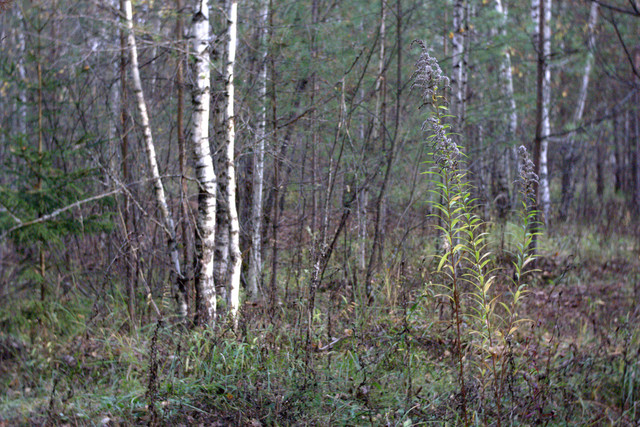 DSC7392-result.jpg