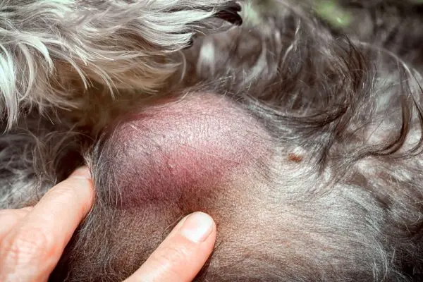 Dog Owners: Understanding Lumps and Bumps