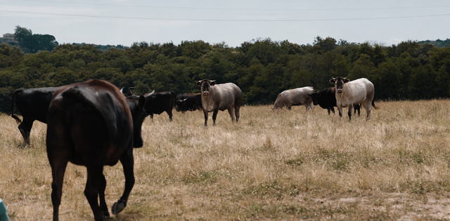 Wagyu international · Maturation et savoir-faire · Sorovisa
