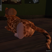 back-leg-why2