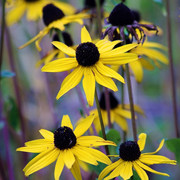 IMGP8394b