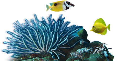coral-peces.png