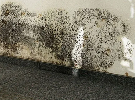 Mold-Removal-In-Hamilton