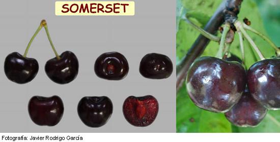 Somerset cherry (NY 64-76)