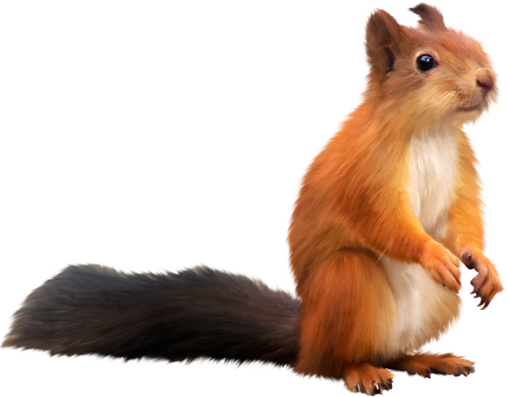Squirrel.png