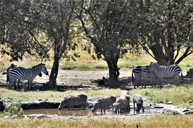 IMG-8300