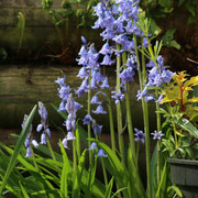 Bluebells