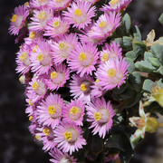 IMG-7652