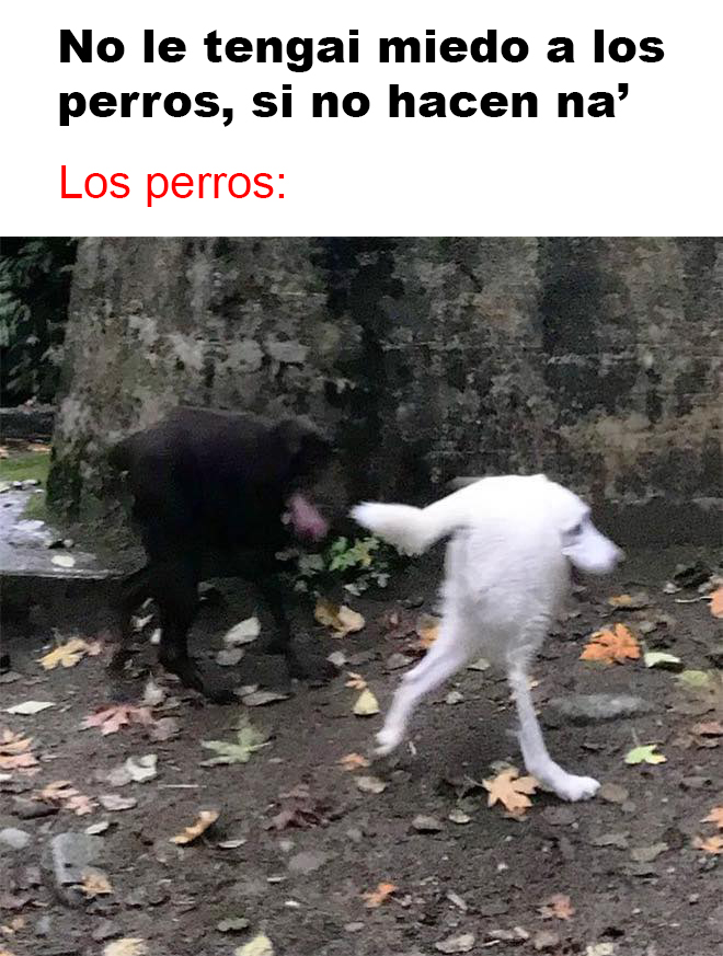 los-perros.jpg