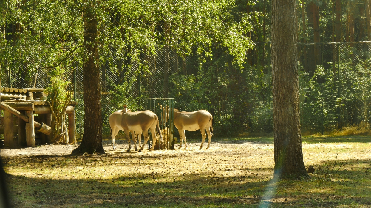 Serengeti-Park / Серенгети-Парк и кусочек Касселя