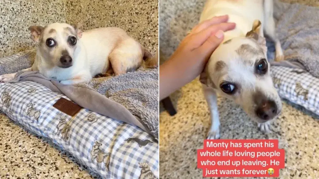 Senior Dog's Heartbreaking Cycle of Love and Abandonment