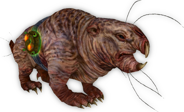 Molerat1
