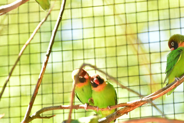 Lovebirds (Agapornis) at Copenhagen Zoo