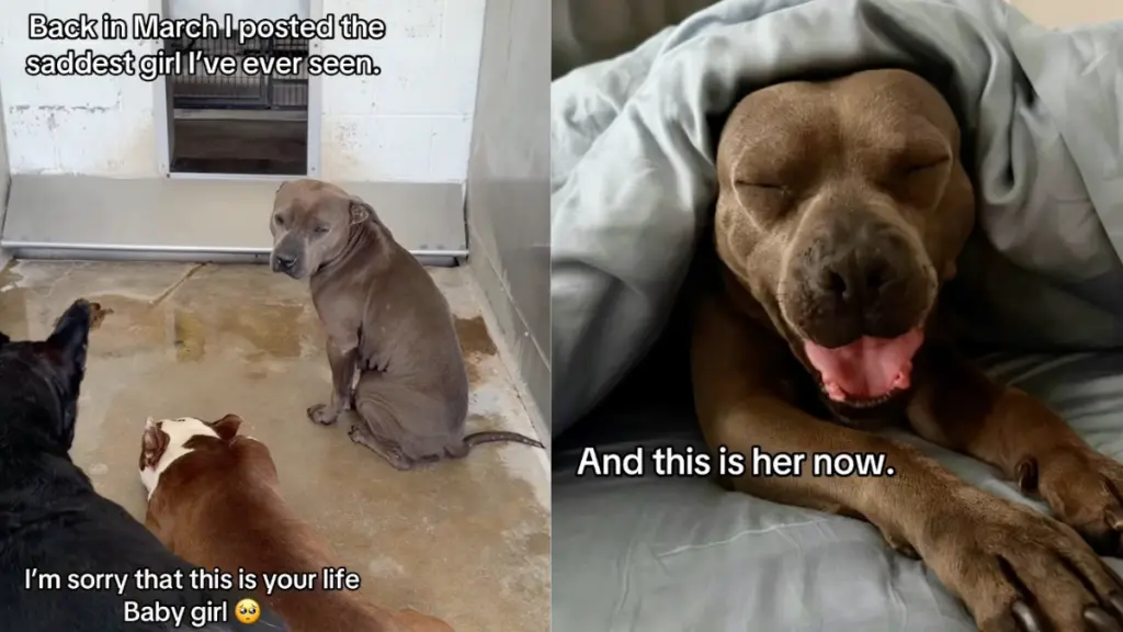 Shelter Dog's Viral Video Leads to Unexpected Adoption