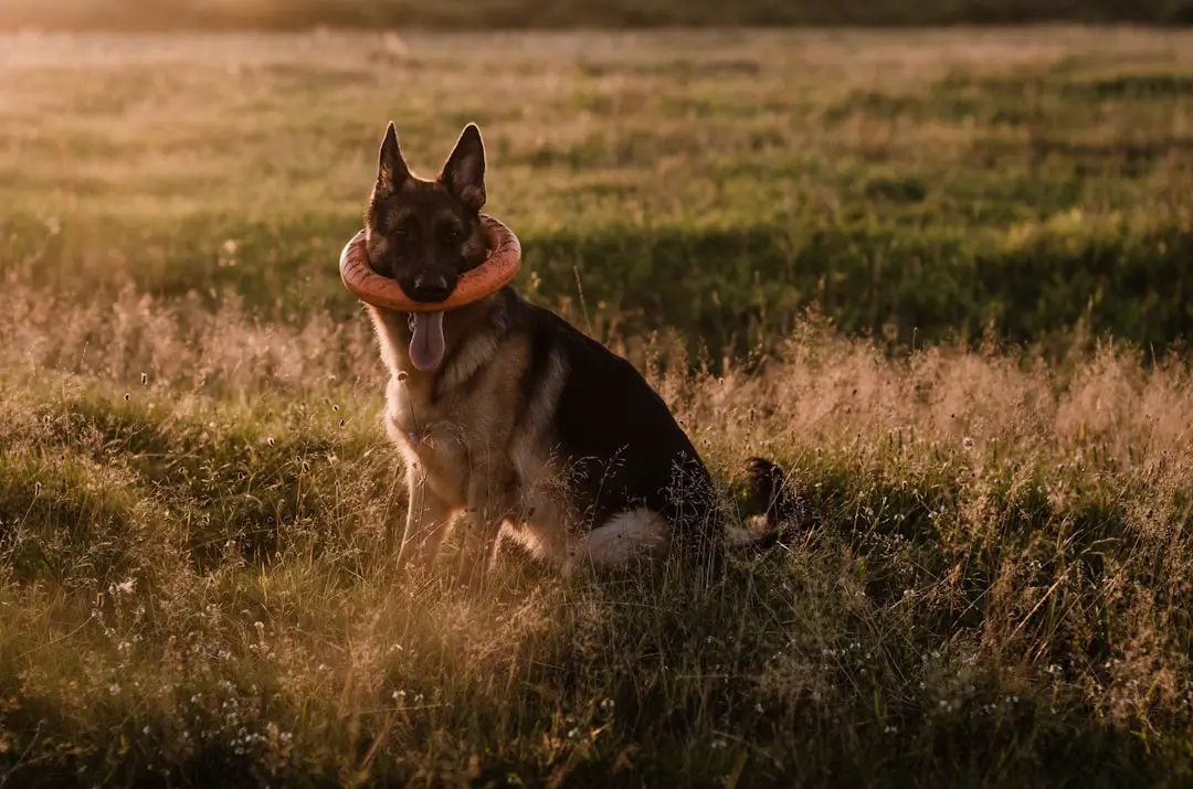 Halo Collar 3 Offers Advanced Pet Safety with GPS Tracking