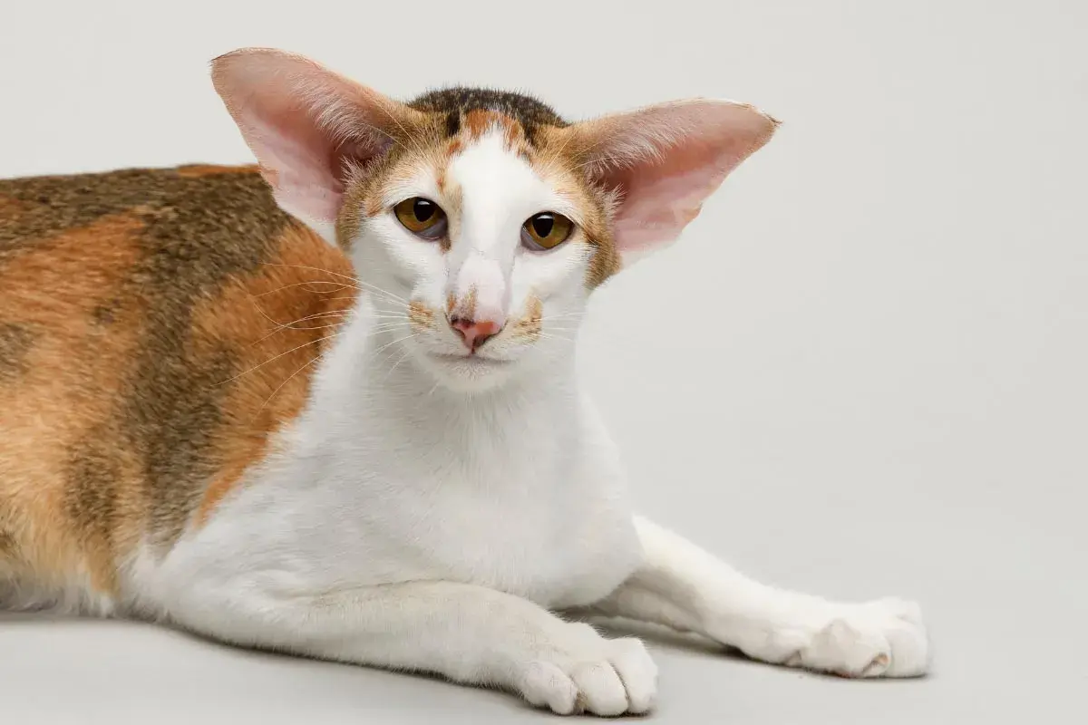 Cats for Allergy Sufferers: Finding the Right Feline Friend