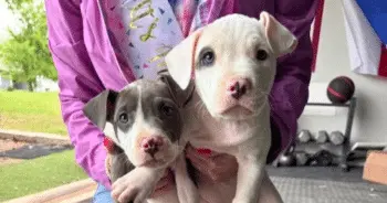 Hero VIP Club Drives Mother’s Day Relief for Orphaned Puppies