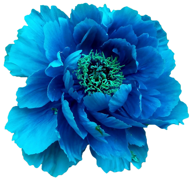 pngwing com (25).png
