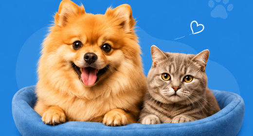 Furpetual pets